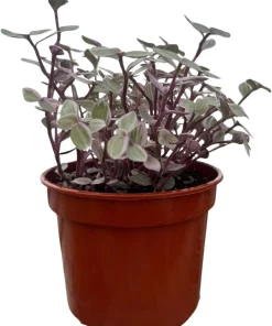 Pink Lady Turtle Vine Live Plant – Callisia Repens – 4 inch Pot – Indoor Houseplant - Image 4