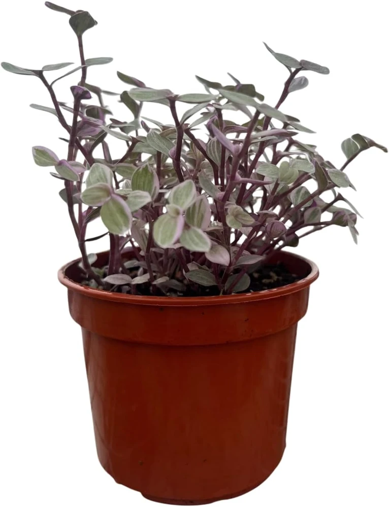 Pink Lady Turtle Vine Live Plant – Callisia Repens – 4 inch Pot – Indoor Houseplant - Image 4