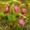 Pink Lady's Slipper Bulb - Cypripedium Acaule - 1 Blooming Size Bare Root - Image 1