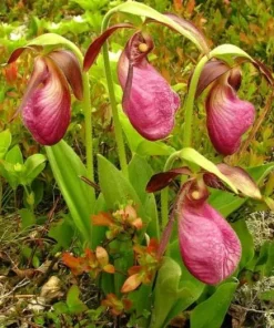 Pink Lady's Slipper Bulb - Cypripedium Acaule - 1 Blooming Size Bare Root - Image 1