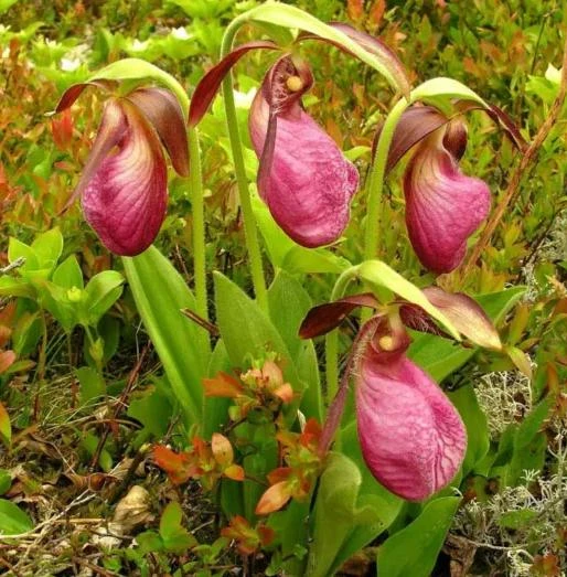 Pink Lady's Slipper Bulb - Cypripedium Acaule - 1 Blooming Size Bare Root - Image 1