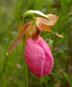 Pink Lady's Slipper Bulb - Cypripedium Acaule - 1 Blooming Size Bare Root - Image 2