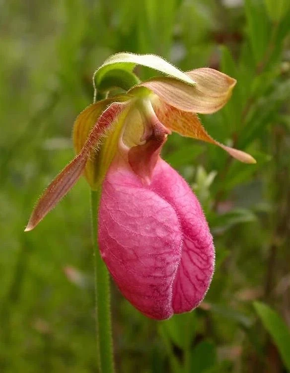 Pink Lady's Slipper Bulb - Cypripedium Acaule - 1 Blooming Size Bare Root - Image 2