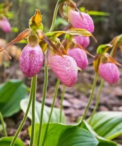 Pink Lady's Slipper Bulb - Cypripedium Acaule - 1 Blooming Size Bare Root - Image 3