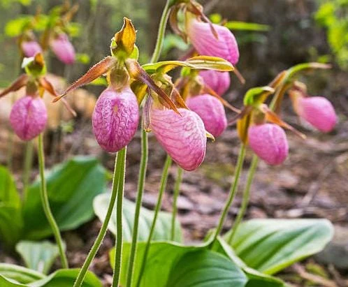 Pink Lady's Slipper Bulb - Cypripedium Acaule - 1 Blooming Size Bare Root - Image 3