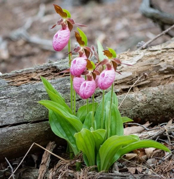 Pink Lady's Slipper Bulb - Cypripedium Acaule - 1 Blooming Size Bare Root - Image 4