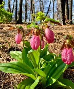 Pink Lady's Slipper Bulbs - Set of 3 Bare Roots for Woodland Gardens - Image 2