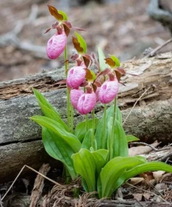 Pink Lady's Slipper Bulbs - Set of 3 Bare Roots for Woodland Gardens - Image 3