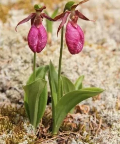 Pink Lady's Slipper Bulbs - Set of 3 Bare Roots for Woodland Gardens - Image 4