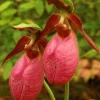 Pink Lady's Slipper Bulbs - Set of 3 Bare Roots for Woodland Gardens - Image 1