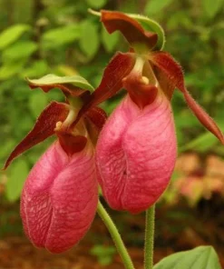 Pink Lady's Slipper Bulbs - Set of 3 Bare Roots for Woodland Gardens - Image 1