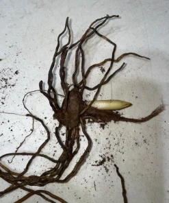 Pink Lady's Slipper Bulbs - Set of 3 Bare Roots for Woodland Gardens - Image 5