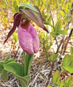 Pink Lady's Slipper Bulbs - Set of 3 Bare Roots for Woodland Gardens - Image 6