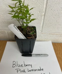 Pink Lemonade Blueberry Bush Live Plant – 4 inch Pot – Outdoor Fruit Shrub - Image 2