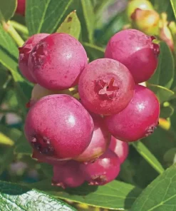 Pink Lemonade Blueberry Bush Live Plant – 4 inch Pot – Outdoor Fruit Shrub - Image 4
