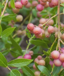 Pink Lemonade Blueberry Bush Live Plant – 4 inch Pot – Outdoor Fruit Shrub - Image 6