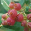 Pink Lemonade Blueberry Bush Live Plant – 4 inch Pot – Outdoor Fruit Shrub - Image 1