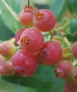 Pink Lemonade Blueberry Bush Live Plant – 4 inch Pot – Outdoor Fruit Shrub - Image 1