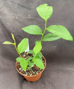 Pink Lemonade Blueberry Live Plant – Rabbiteye Variety – 3 inch Pot – Zone 5-9 - Image 2