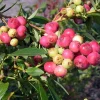 Pink Lemonade Blueberry Live Plant – Rabbiteye Variety – 3 inch Pot – Zone 5-9 - Image 1