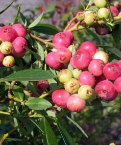 Pink Lemonade Blueberry Live Plant – Rabbiteye Variety – 3 inch Pot – Zone 5-9 - Image 1