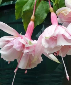 Pink Marshmallow Fuchsia Live Plant – 6" Pot – Soft Pink Flowers – Shade-Loving Hanging Basket - Image 2