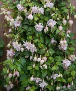 Pink Marshmallow Fuchsia Live Plant – 6