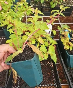 Pink Marshmallow Fuchsia Live Plant – 6