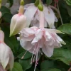 Pink Marshmallow Fuchsia Live Plant – 6" Pot – Soft Pink Flowers – Shade-Loving Hanging Basket - Image 1