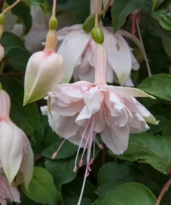 Pink Marshmallow Fuchsia Live Plant – 6