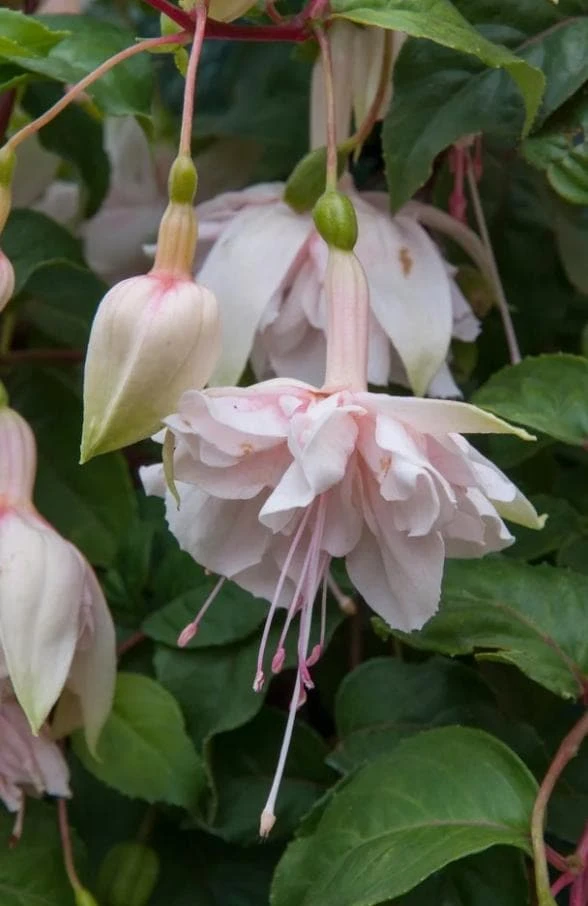 Pink Marshmallow Fuchsia Live Plant – 6" Pot – Soft Pink Flowers – Shade-Loving Hanging Basket - Image 1