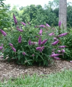 Pink Micro Chip Butterfly Bush Live Plant – 4