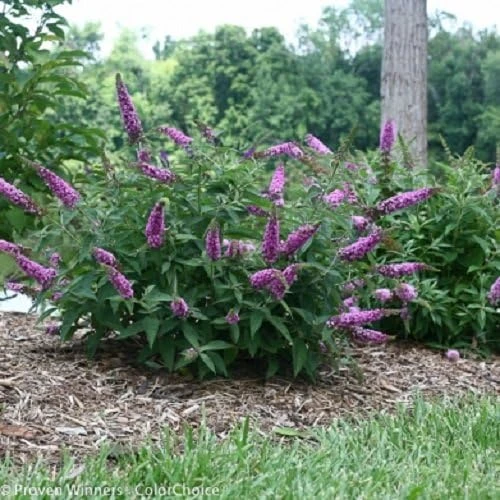 Pink Micro Chip Butterfly Bush Live Plant – 4" Pot – Outdoor Shrub - Image 1