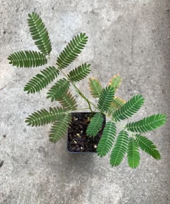 Pink Mimosa Tree Starter Plant - Live Tree, 8-12in Tall, 3in Pot, Fast Growing - Image 2
