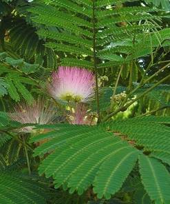 Pink Mimosa Tree Starter Plant - Live Tree, 8-12in Tall, 3in Pot, Fast Growing - Image 6