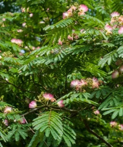 Pink Mimosa Tree Starter Plant - Live Tree, 8-12in Tall, 3in Pot, Fast Growing - Image 8