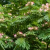 Pink Mimosa Tree Starter Plant - Live Tree, 8-12in Tall, 3in Pot, Fast Growing - Image 1