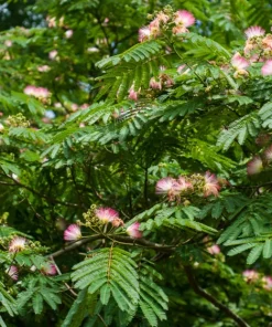 Pink Mimosa Tree Starter Plant - Live Tree, 8-12in Tall, 3in Pot, Fast Growing - Image 1