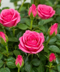 Pink Miniature Rose Live Plant, 4 Inch Pot, 4-6 Inches Tall, Mini Rose Bush Outdoor - Image 2