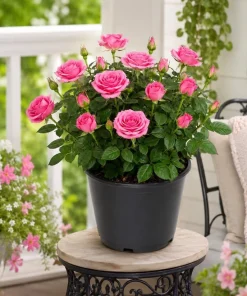 Pink Miniature Rose Live Plant, 4 Inch Pot, 4-6 Inches Tall, Mini Rose Bush Outdoor - Image 3