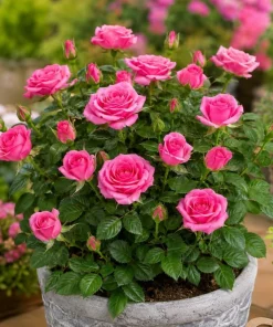 Pink Miniature Rose Live Plant, 4 Inch Pot, 4-6 Inches Tall, Mini Rose Bush Outdoor - Image 8