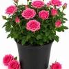 Pink Miniature Rose Live Plant, 4 Inch Pot, 4-6 Inches Tall, Mini Rose Bush Outdoor - Image 1