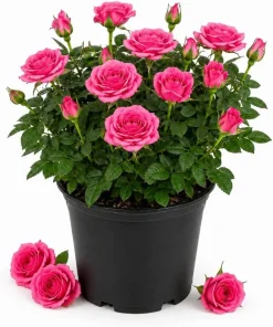 Pink Miniature Rose Live Plant, 4 Inch Pot, 4-6 Inches Tall, Mini Rose Bush Outdoor - Image 1