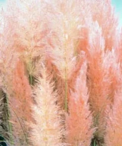 Pink Pampas Grass Live Plant – Cortaderia selloana rosea – 4" Pot – Outdoor Ornamental - Image 2