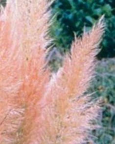 Pink Pampas Grass Live Plant – Cortaderia selloana rosea – 4