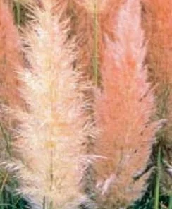 Pink Pampas Grass Live Plant – Cortaderia selloana rosea – 4
