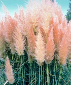 Pink Pampas Grass Live Plant – Cortaderia selloana rosea – 4