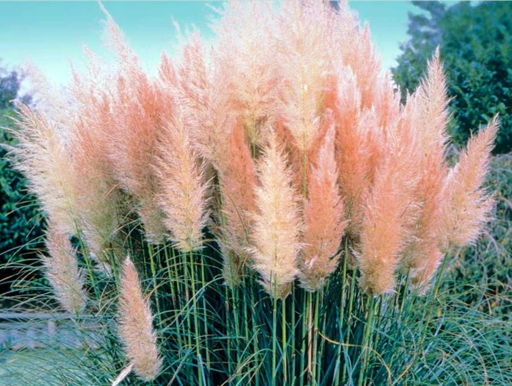 Pink Pampas Grass Live Plant – Cortaderia selloana rosea – 4" Pot – Outdoor Ornamental - Image 1