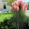 Pink Pampas Grass Seeds - 100 Cortaderia Selloana Seeds for Outdoor Garden - Image 1