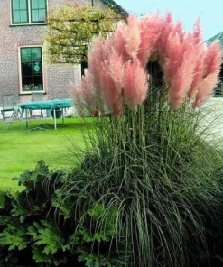 Pink Pampas Grass Seeds - 100 Cortaderia Selloana Seeds for Outdoor Garden - Image 1